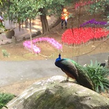 花蕊汝