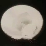 林。