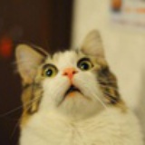 Mr7Cat