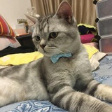 狻猊