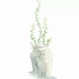思念反复凉薄如