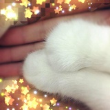 大脸猫