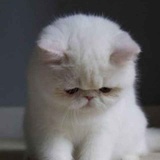 呗
