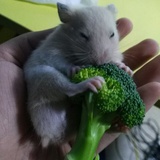 心辰@～