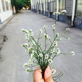 温暖的狮子