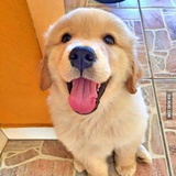 我爱吃鱼
