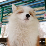 叶落归心