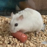 橙橙