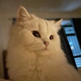 猪猪猪🐷