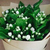 flora