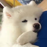 初芯