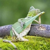 辉