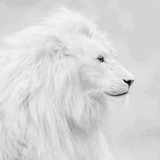 白色狮子想吃草
