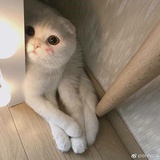 恶童