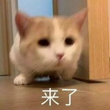 猴哥