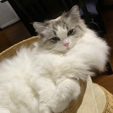 团子