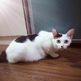 简行