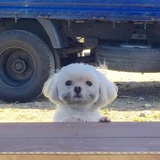 人间小苦瓜