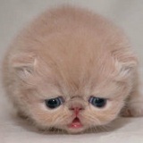 赏个脸看看我呗