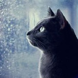 猫猫De江湖人生
