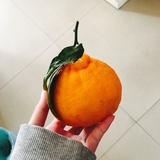 透明的小橘子