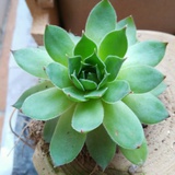 小小邓