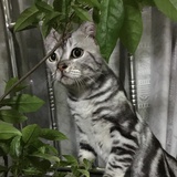 孟子皿