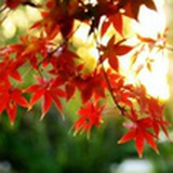 车小跳