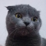 再见小飞