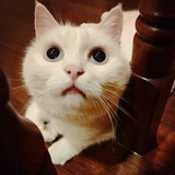 禧胖子