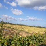 妮微吖