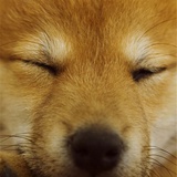李小熊