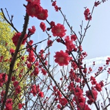 山月