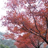 袖珍椰子