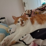 山猪猫2046
