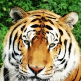 tiger52958