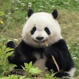 爱喝茶的熊猫
