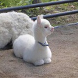 青山着意