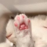 AMeow