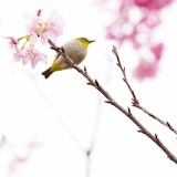 冬宝
