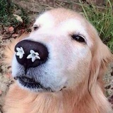 翠花