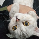 蓝色的星星