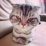  O(∩_∩)O