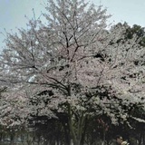 瑶淼淼
