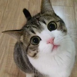 猫腻