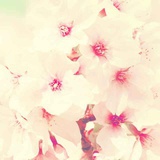 Season。