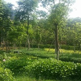 仰望苍穹