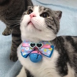 猫界五天神