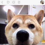 快乐一只喵