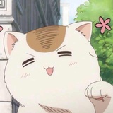 偶遇一只大橘